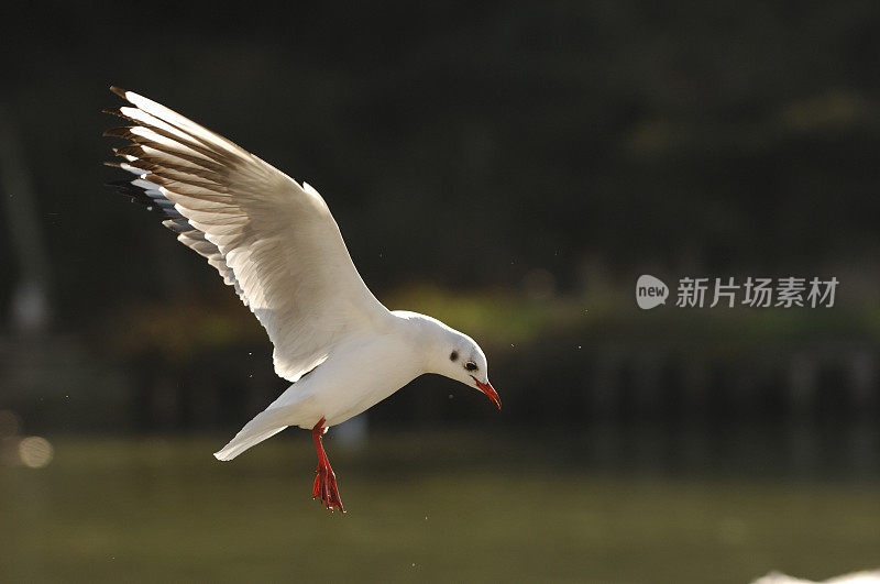 普通古尔(Larus ridibundus)